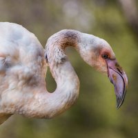 Фламинго :: SanSan 