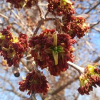 апрель :: Елена Шаламова апрель :: Елена Шаламова