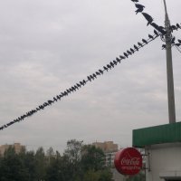 Пернатый симпозиум. :: Валерий Пославский