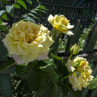 Букет :: Валентин Семчишин