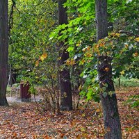 Кузьминский парк :: Игорь Белоногов