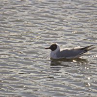 красавица :: Владимир Зырянов красавица :: Владимир Зырянов