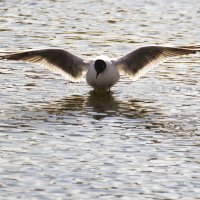 На взлет :: Владимир Зырянов