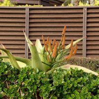 Алоэ вера :: Oleg4618 Шутченко