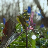 первоцвет :: Лера первоцвет :: Лера