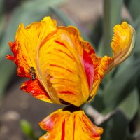 В танце с ветром :: Светлана Тихонина