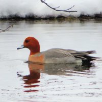 Свиязь :: Андрей Снегерёв