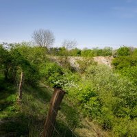 Вдоль изгороди... :: Николай Гирш
