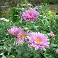 Хризантемы. :: Ирина *** Хризантемы. :: Ирина ***