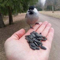 Пухляк :: Сапсан 