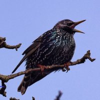 "Я вам спою сейчас на БИС! :: Восковых Анна Васильевна 