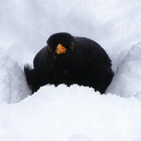 "Фотограф, проходи, не мешай птенцов высиживать!" :: Милешкин Владимир Алексеевич 