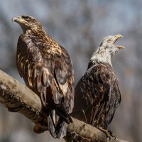 Орлан :: SanSan 