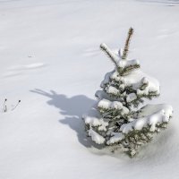 Присыпало ёлочку :: Валерий Иванович