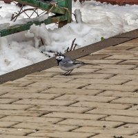 Рановато прилетела :: Валерий Иванович