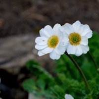 Незнакомцы :: Татьяна Лютаева Незнакомцы :: Татьяна Лютаева