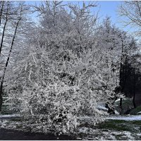 Вчера выпало немного снега не надолго. :: Валерия Комова