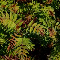 Весенние :: Елена Семигина Весенние :: Елена Семигина