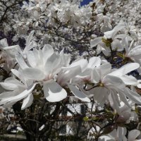 Весна на лепестках магнолии...  магия небесной красоты... :: Галина 