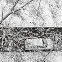 Снежный апрель. :: Ольга Довженко