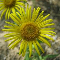 Девясил :: Anna Ivanova Девясил :: Anna Ivanova