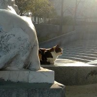 КОШКА С ГРАФСКОЙ ПРИСТАНИ :: Елена Даньшина