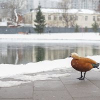 Из Жизни Уток :: юрий поляков