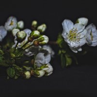 Веточка вишни :: Giant Tao /