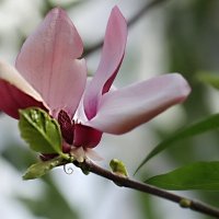 Магнолия :: ZNatasha -