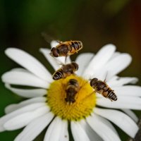 Танец над ромашкой... :: Николай Гирш