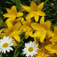 Весенние цветы :: Freddy 97