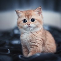 Проснулся) :: Лилия .