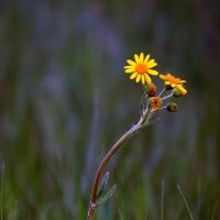Одинокий. :: nadyasilyuk Вознюк