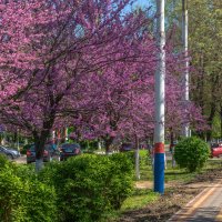 Багрянник европейский :: Игорь Сикорский Багрянник европейский :: Игорь Сикорский