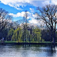 Ивушка. :: Валерия Комова Ивушка. :: Валерия Комова