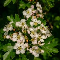 Цветёт боярышник... :: Николай Гирш