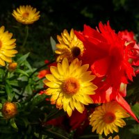 Радуясь Солнцу... :: Николай Гирш