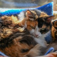 Минни :: Вадим 