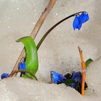 Пережившие снегопад :: Андрей Снегерёв Пережившие снегопад :: Андрей Снегерёв