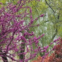 Весна в Китае :: Ирэн 