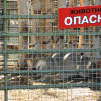 Очень опасно!) :: Дмитрий Петров