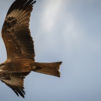 Черный коршун. :: Вадим Басов Черный коршун. :: Вадим Басов