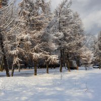Зимние деревья :: Александр Синдерёв