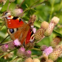 опять про бабочек 4 :: Александр Прокудин