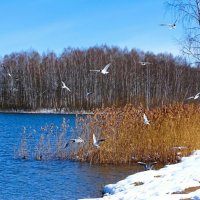Зима в апреле. :: Милешкин Владимир Алексеевич Зима в апреле. :: Милешкин Владимир Алексеевич