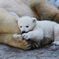 Белый :: SanSan 