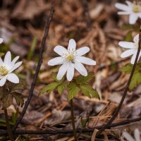 Природа не спешит, но всё делает вовремя. :: Вадим Басов