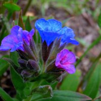 Медуница. :: nadyasilyuk Вознюк