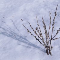 Букетик из вербы. :: сергей ермошкин Букетик из вербы. :: сергей ермошкин