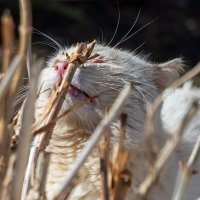 Даже обрубки куста пахнут весной. :: Анатолий. Chesnavik. Даже обрубки куста пахнут весной. :: Анатолий. Chesnavik.